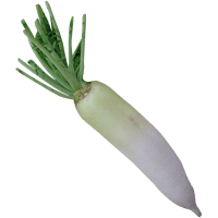 daikon