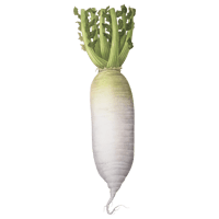 Japanse radish