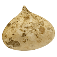 jicama