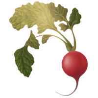 radish