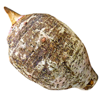 taro