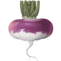 turnip