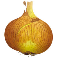 yellow_onion